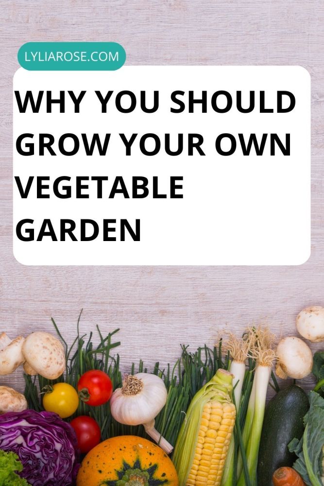 Is it time for you to grow your own vegetable garden