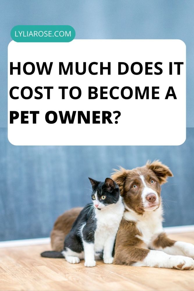 How Much Does It Cost to Become a Pet Owner