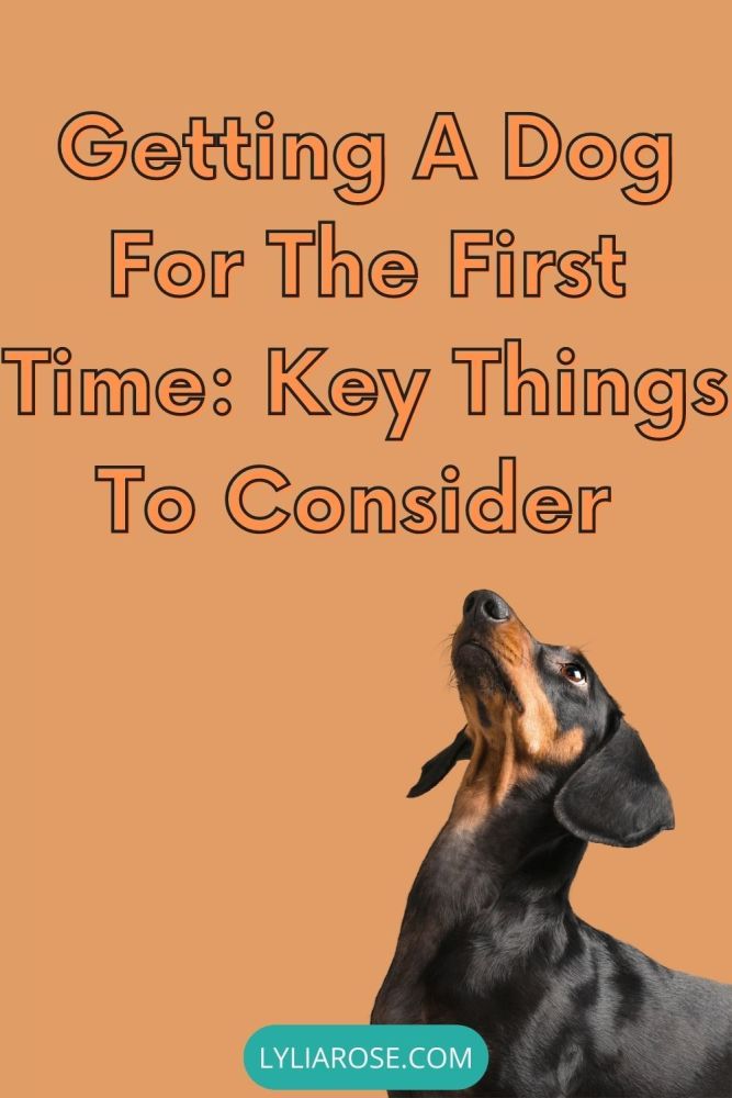 Getting A Dog For The First Time Key Things To Consider