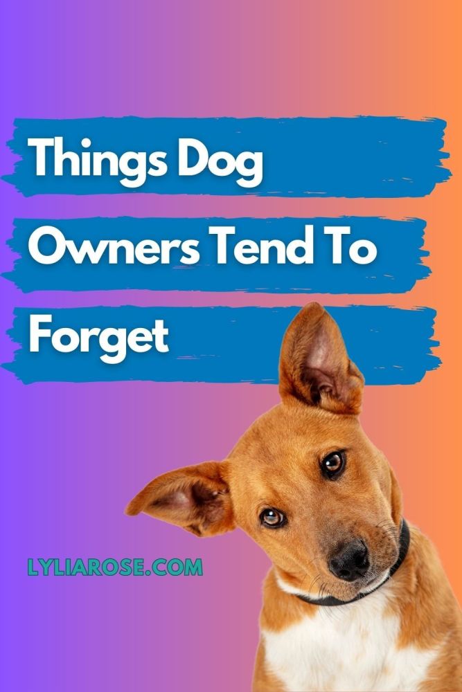 Things Dog Owners Tend To Forget