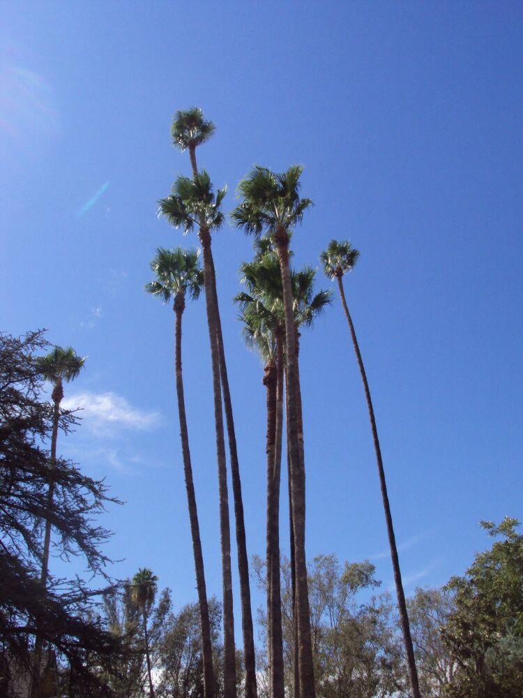 california palm trees