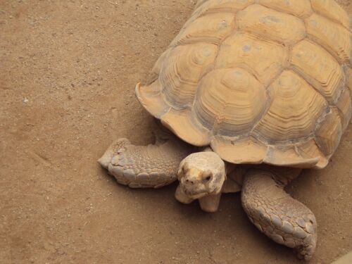 san diego tortoise