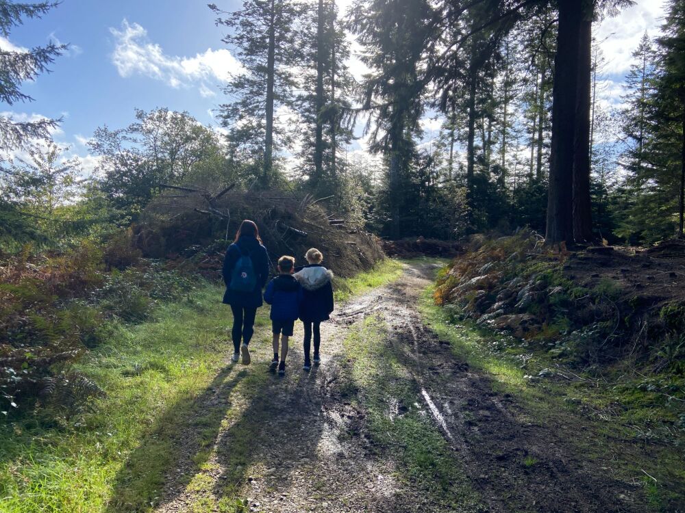 The Appeal of UK Forest Getaways