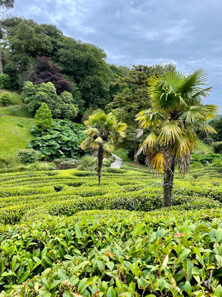 Maze at Glendurgan Garden in Cornwall