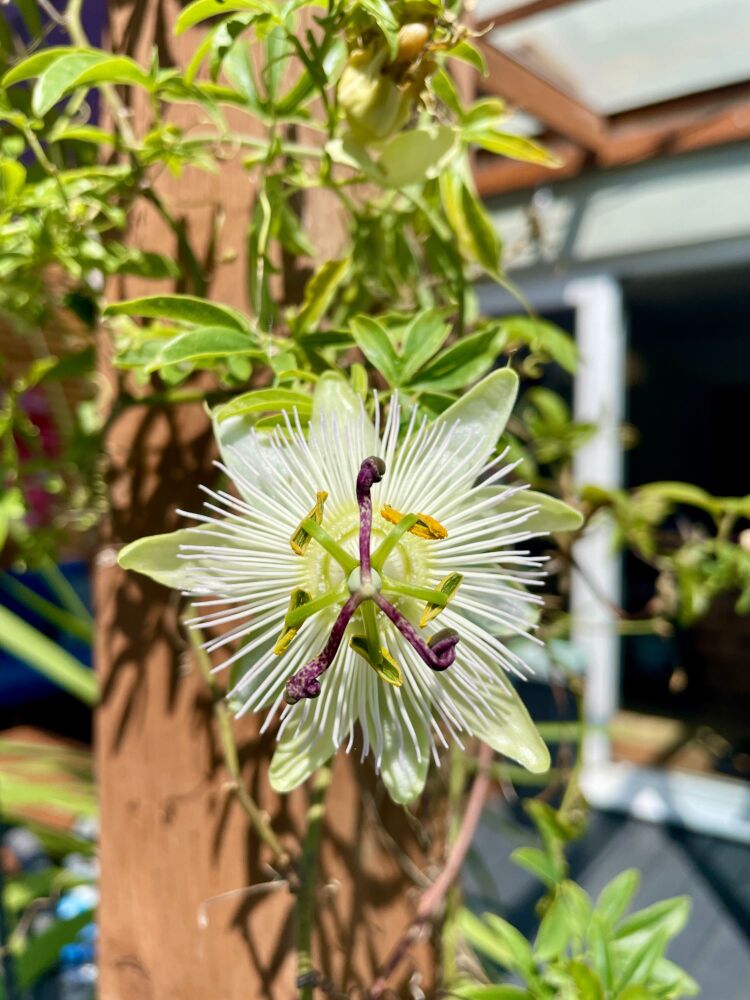 10 Low Maintenance Garden Ideas for a Stress Free Outdoor Space