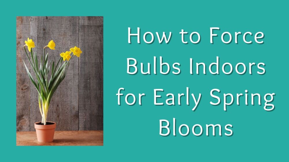 How to Force Bulbs Indoors for Early Spring Blooms (1)