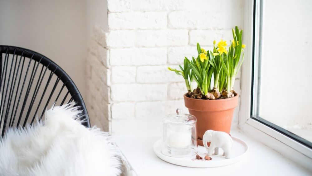 How to Force Bulbs Indoors for Early Spring Blooms