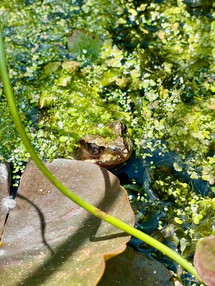frog in garden pond
