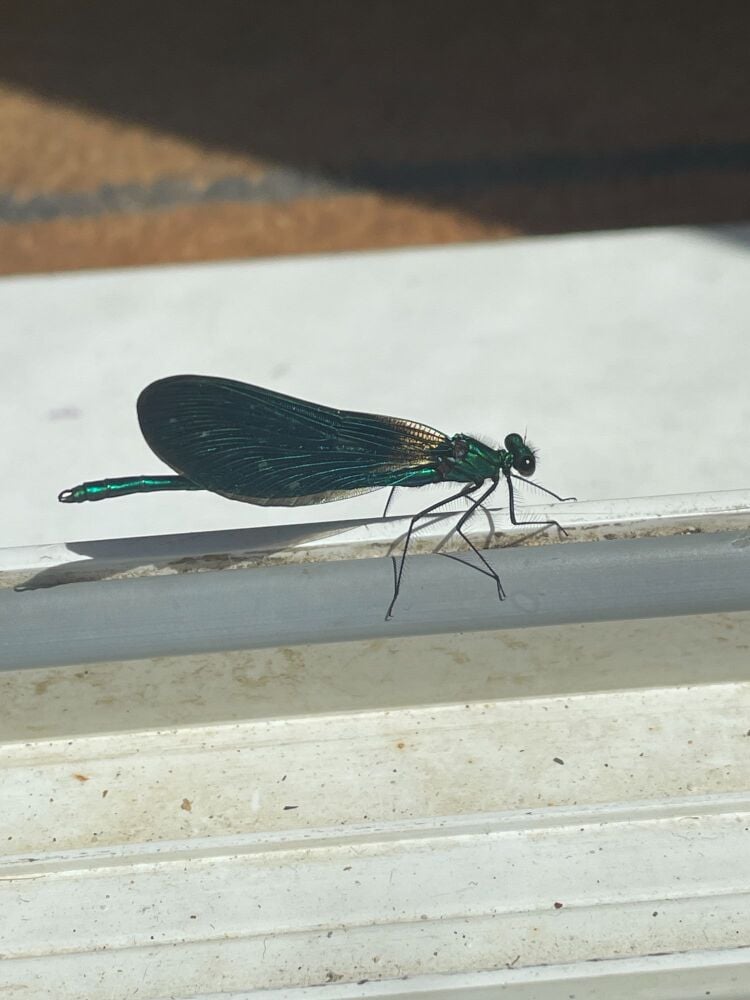 black winged damselfly uk