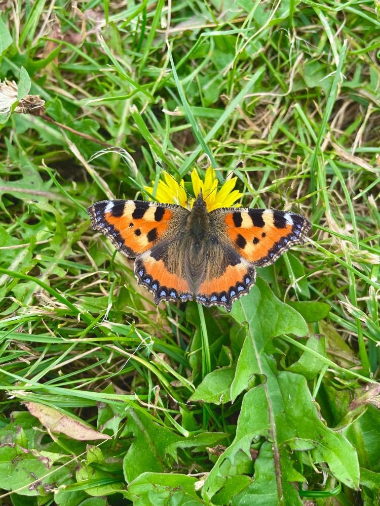 butterfly on a dandelion