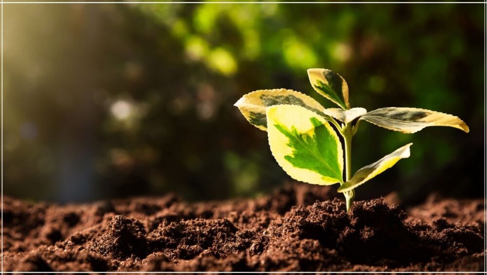 Beginner-Friendly Tips to Start Sustainable Living Today