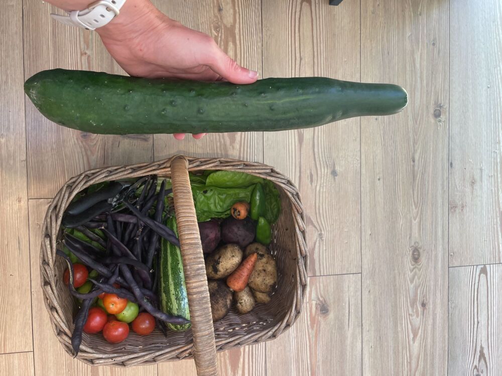 Garden allotment produce