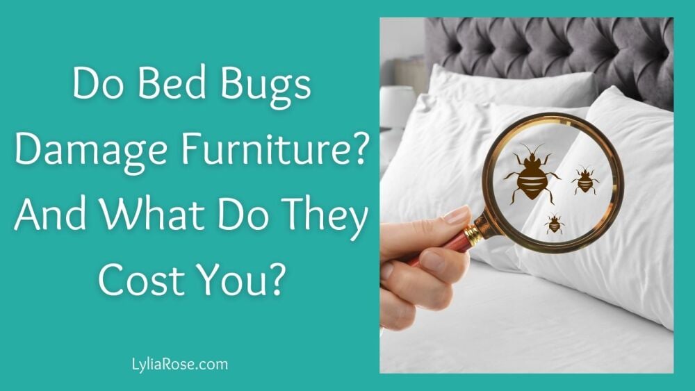 Do Bed Bugs Damage Furniture And What Do They Cost You Do Bed Bugs Damage Furniture And What Do They Cost You