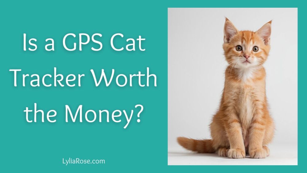 Is a GPS Cat Tracker Worth the Money