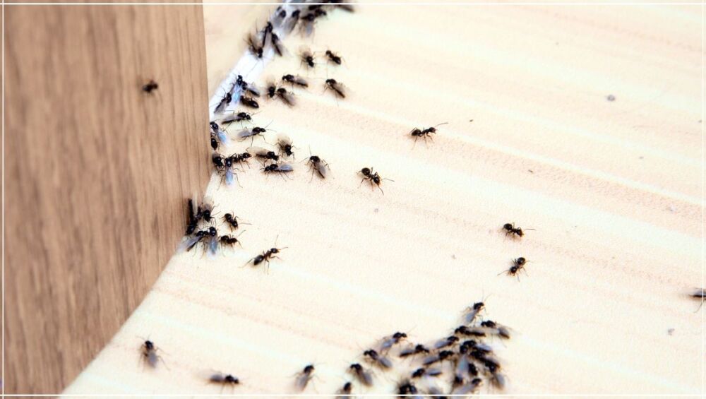 How To Keep Pests Out of Your Home Naturally (UK Guide) (1)