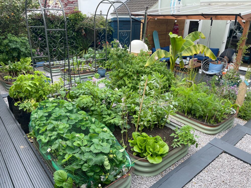 UK allotment vegetable garden raised beds metal UK allotment vegetable garden raised beds metal