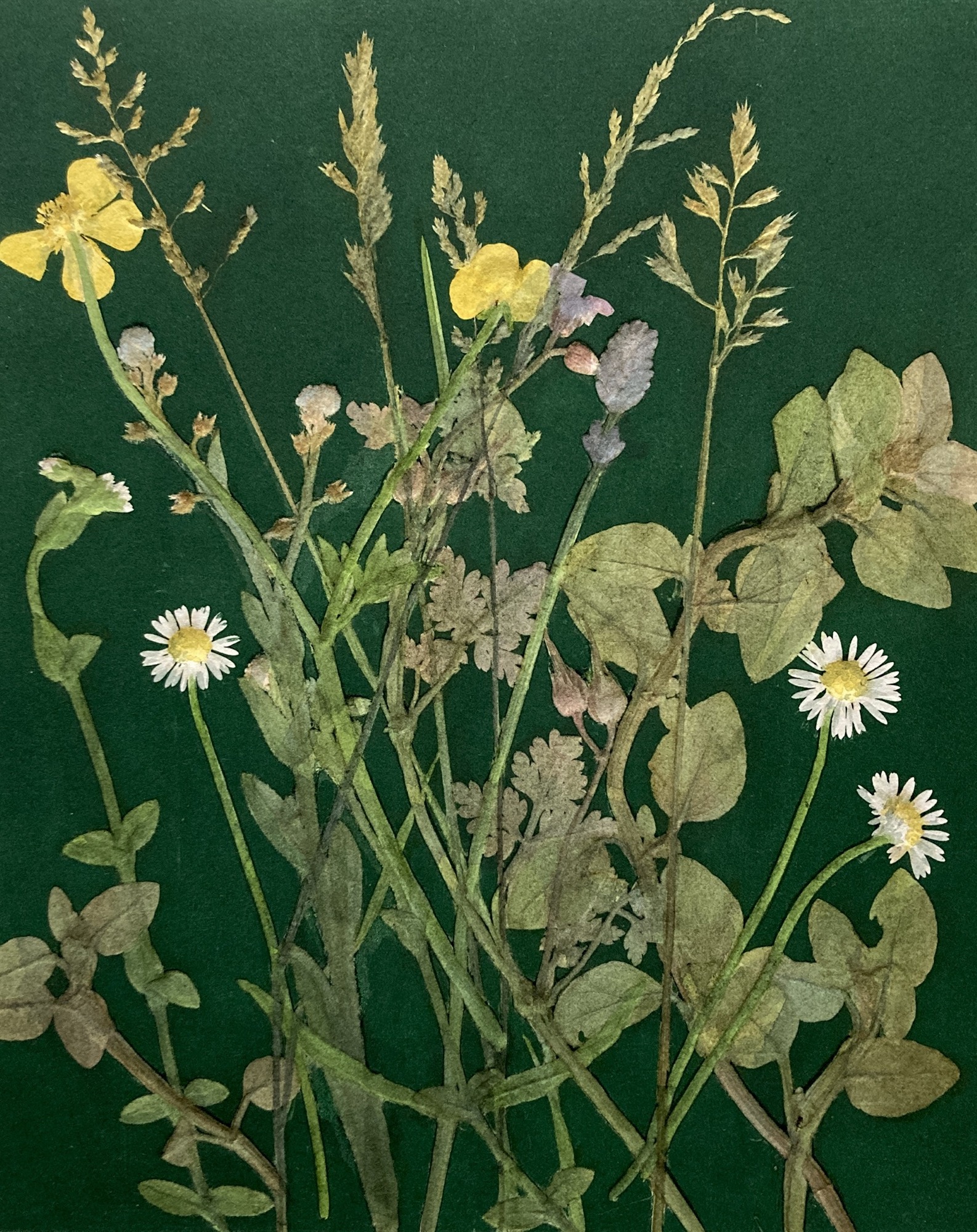 Roseanna Bellwood - Meadow