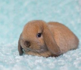 Felted Bunny Kit List (links only)