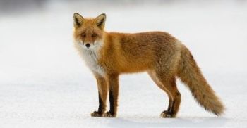 Felted Fox Kit List