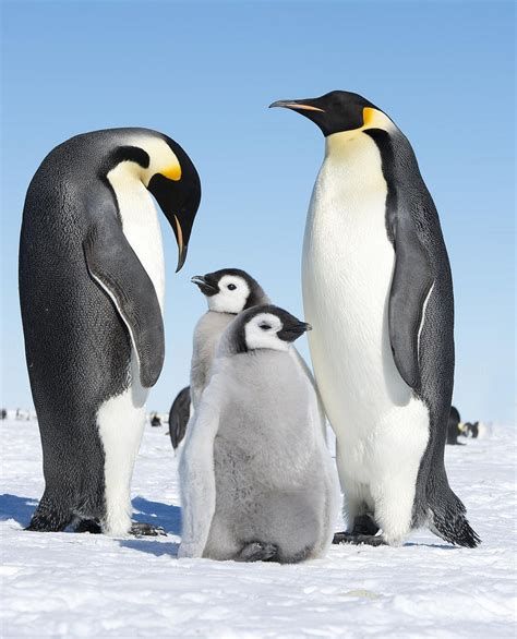 Felted Emperor Penguin Kit List
