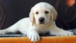 Felted Labrador dog Kit List