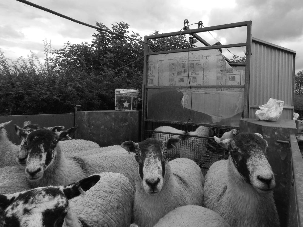 Sheep Showering Ella's Farm Blog