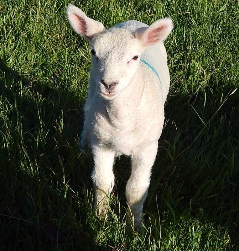 new born lamb