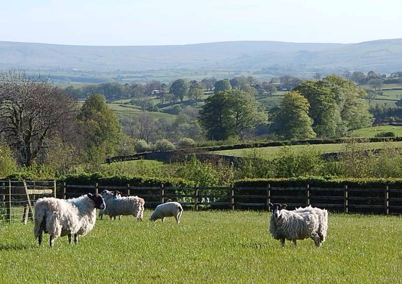 sheep in field early june