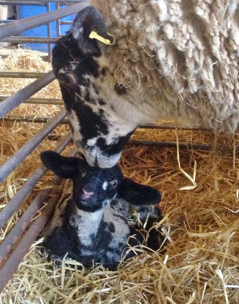 lamb with mother feb16