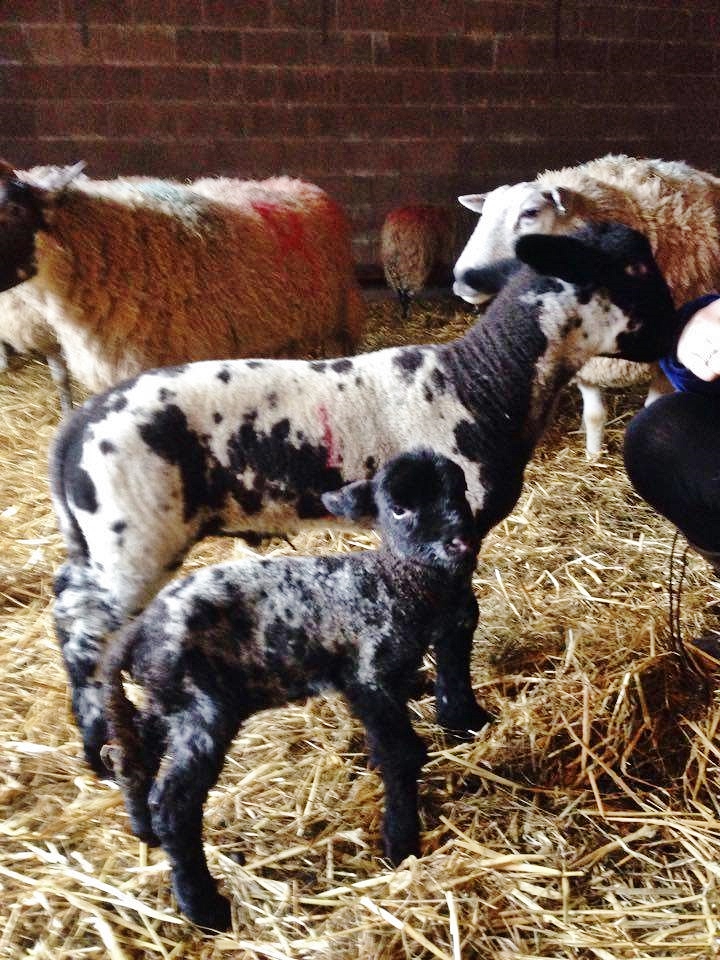 single lamb and quad lamb