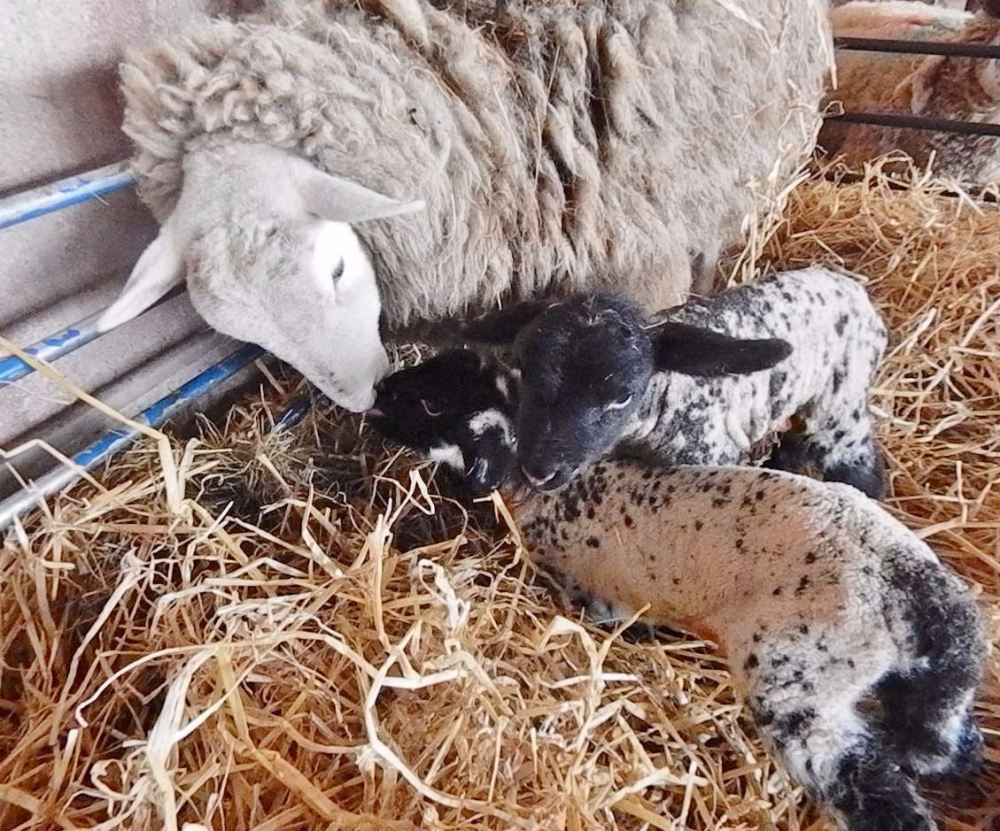 millie and her first lambs