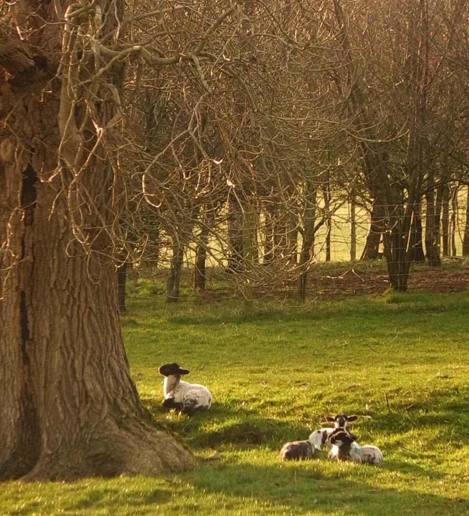 Lamb enjoying sunshine at Thornbrook Barn, Thornton-in-Lonsdale