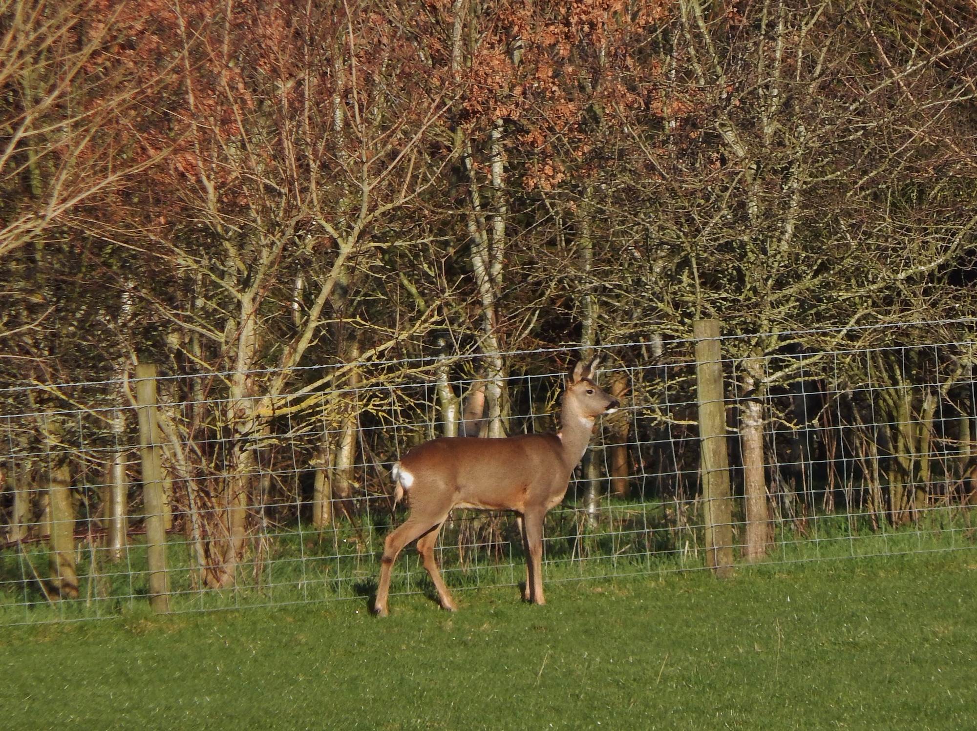 Roe Deer at Thornbrook Barn