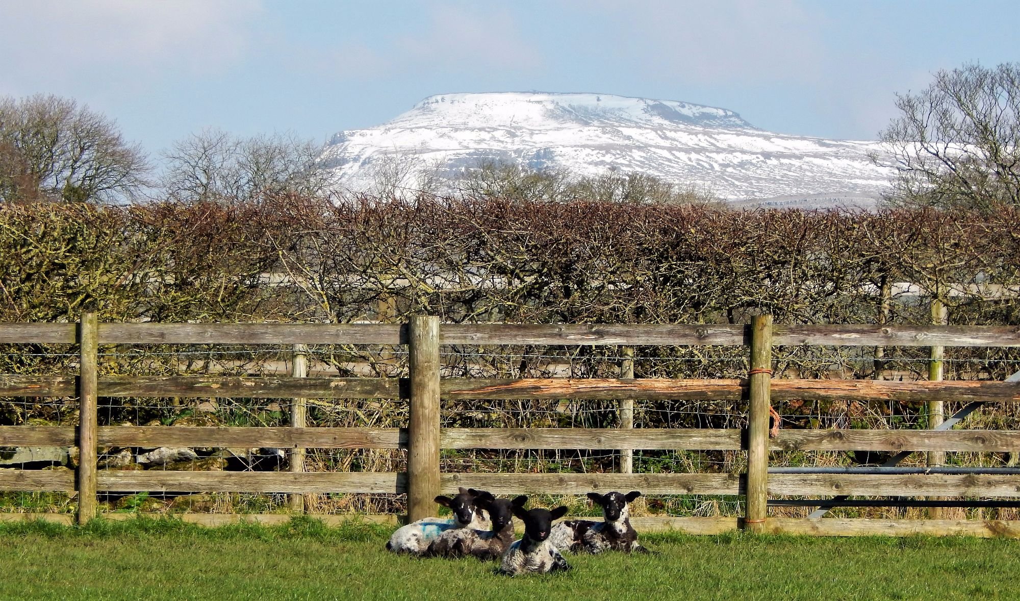 Spring Snow and Spring Lambs at Thornbrook Barn