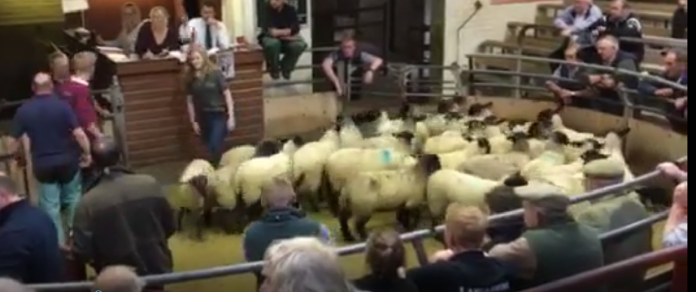 Auction Sale lambs