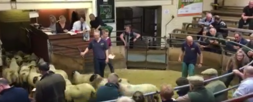 Auction Sale lambs exit ring