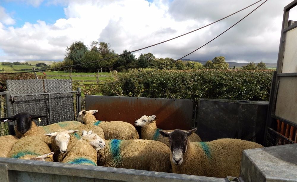 Sheep Shower Ella's Farm Blog