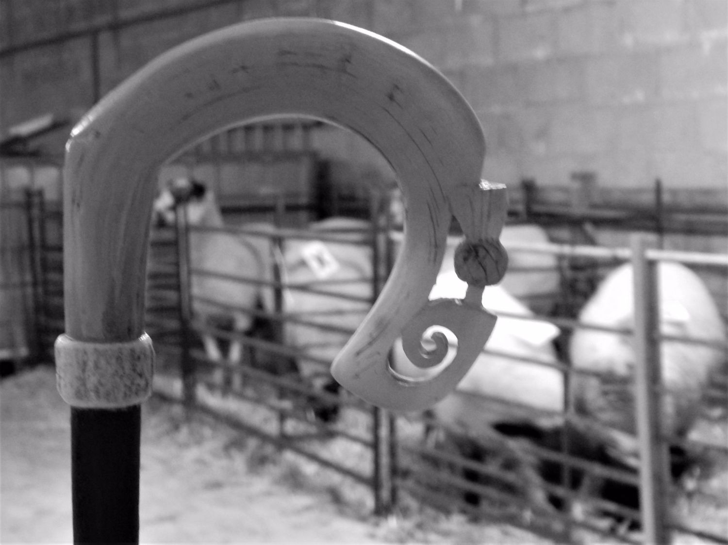 Sheep Shower Ella's Farm Blog