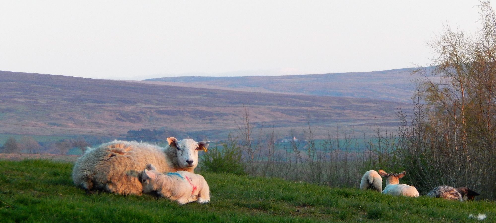 view from Thornbrook Barn towards Burnmoor