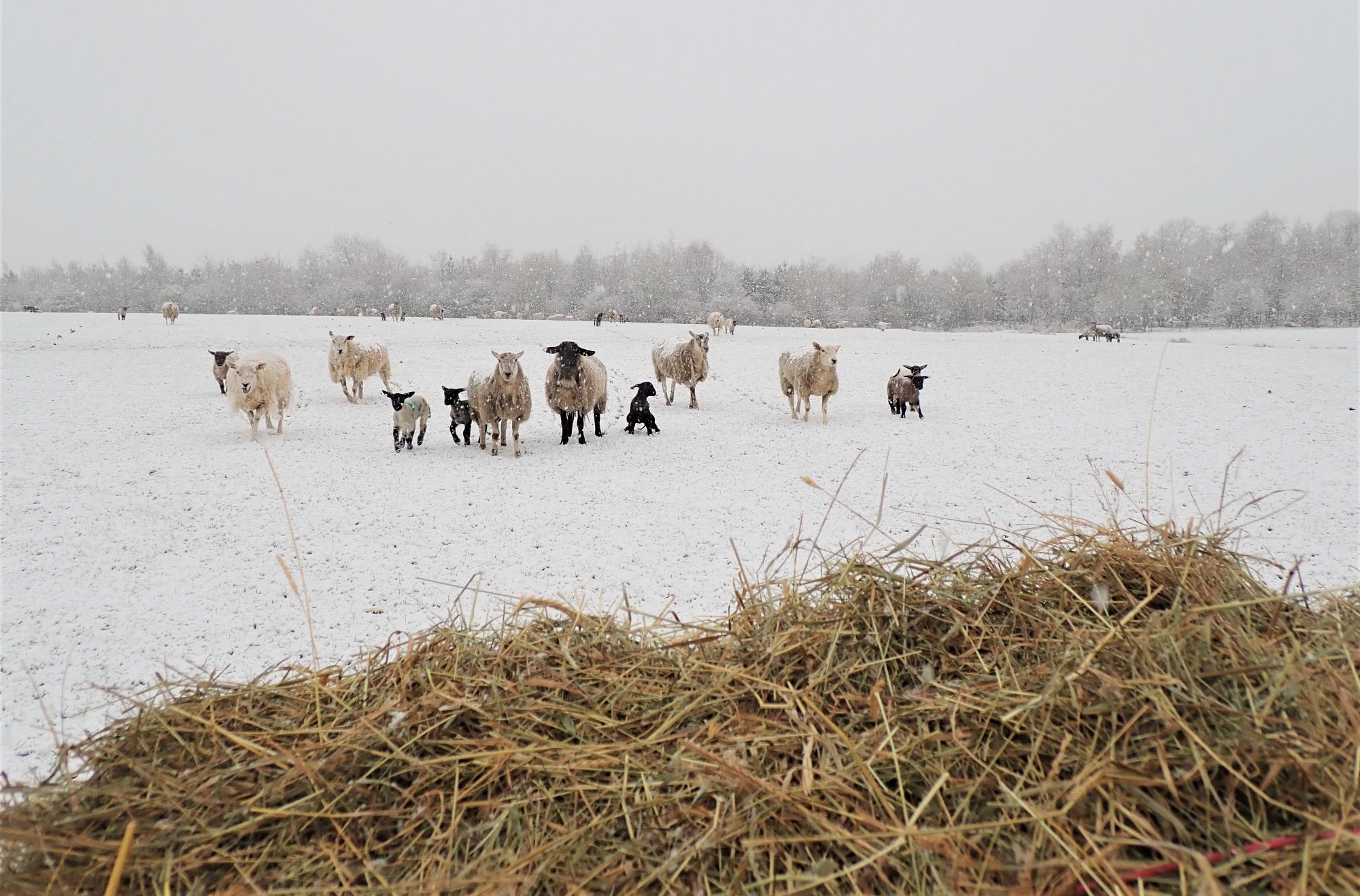 Feeding time at Thornbrook Barn