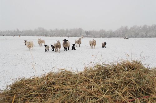 April 3rd Feeding sheep