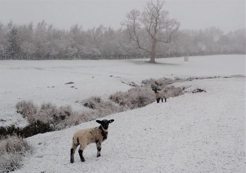 Suffolk Cross lambs in the snow