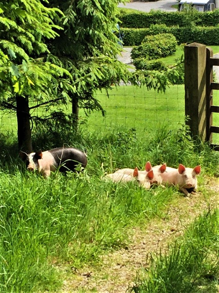 Thornbrook Barn Piglets 2019