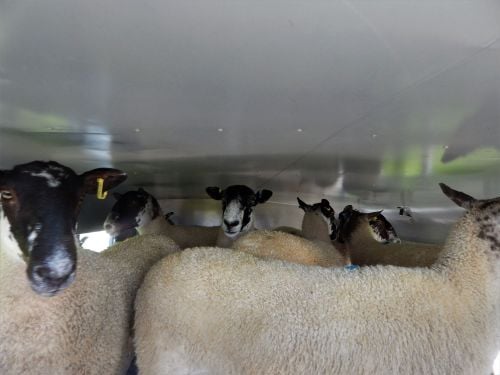 Sheep in trailer