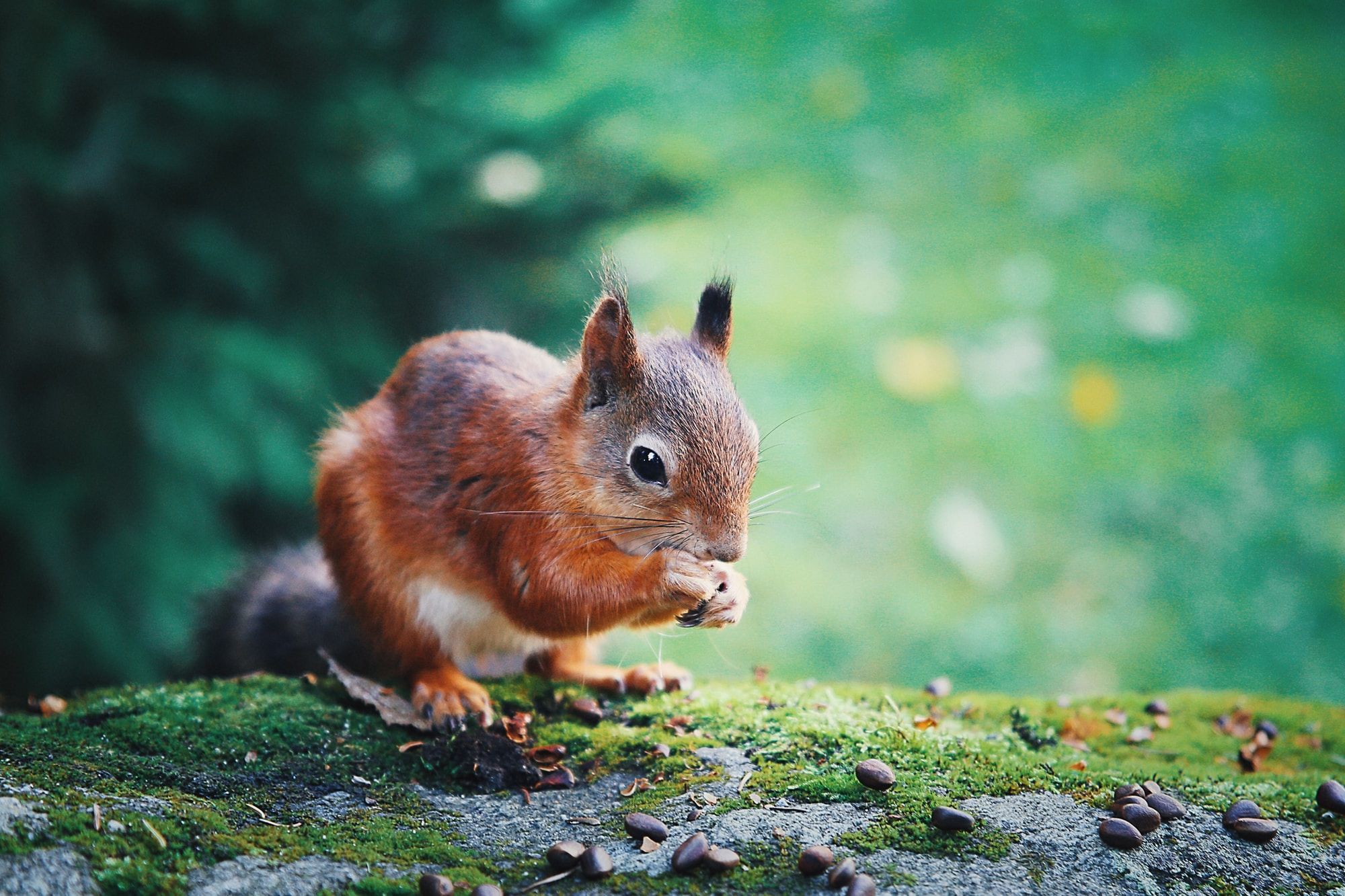 Red Squirrel Trail, Snaizholme