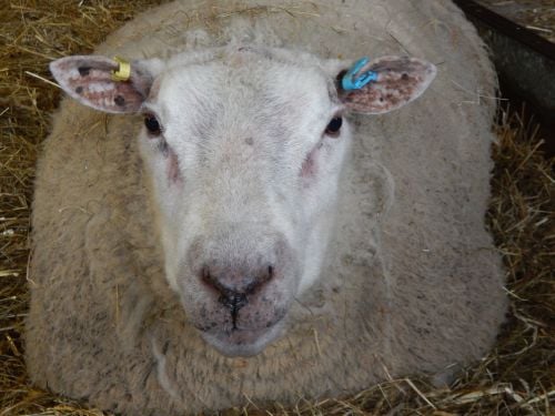 Ram @thornbrookbarn