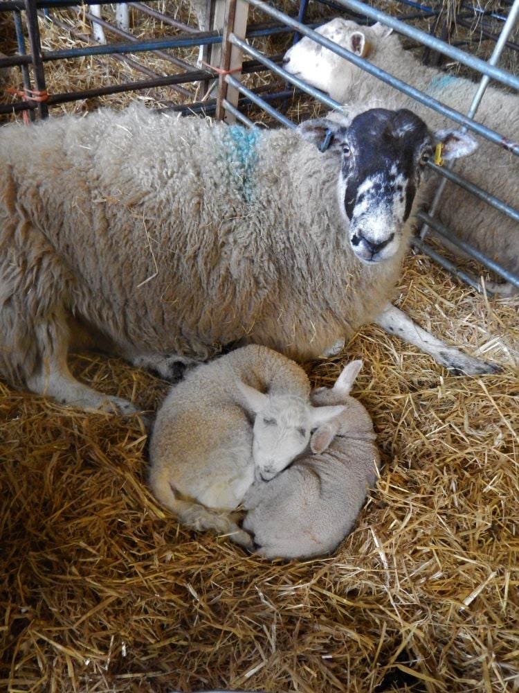 Sheep with own lamb and adopted one