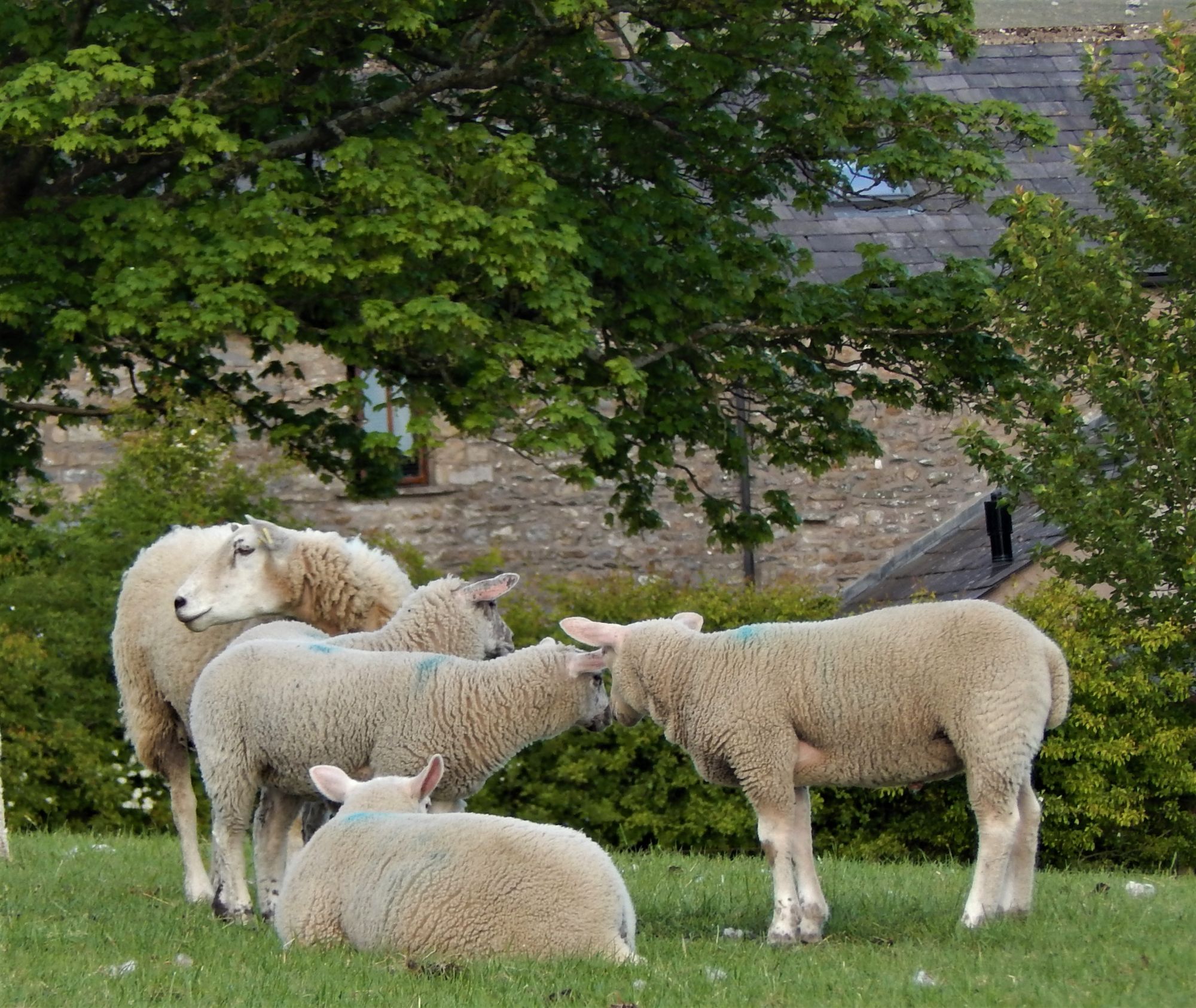 Charollais Beltex lambs at Thornbrook Barn