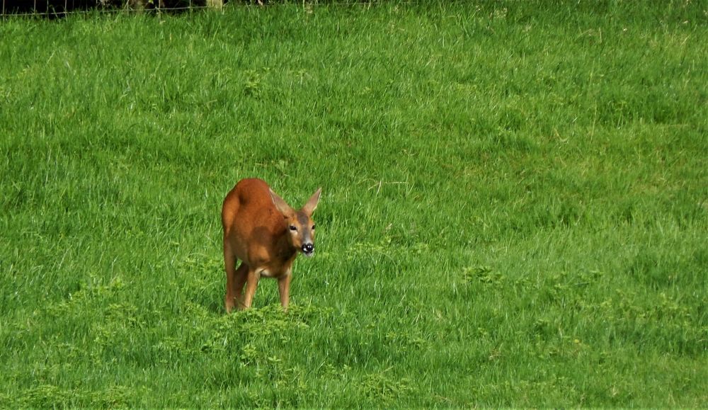 Roe Deer Thornbrook Barn