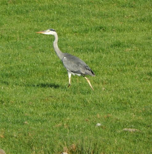 Heron at Thornbrook Barn